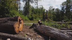  Monte Alto, TX Tree Services Pros
