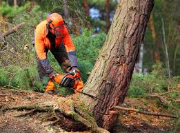 Lawn Maintenance Plans in Monte Alto, TX