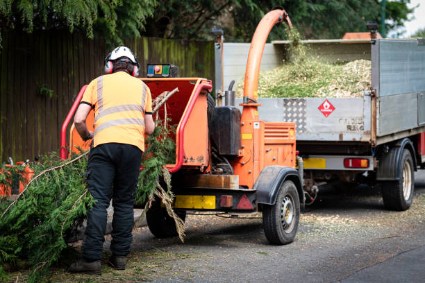 Best Lawn Watering Services  in Monte Alto, TX