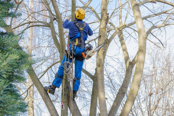 Trusted Monte Alto, TX Tree Services Experts