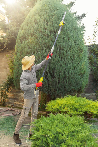 Best Storm Damage Tree Cleanup  in Monte Alto, TX