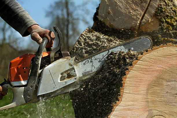 Best Lawn Maintenance Plans  in Monte Alto, TX